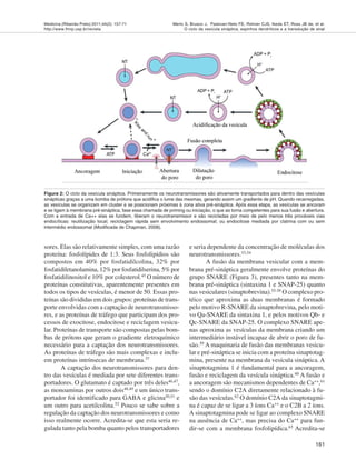 Medicina (Ribeirão Preto) 2011;44(2): 157-71
http://www.fmrp.usp.br/revista
161
Merlo S, Brusco J, Padovan-Neto FE, Rohner CJS, Ikeda ET, Ross JB de, et al.
O ciclo da vesícula sináptica, espinhos dendríticos e a transdução de sinal
sores. Elas são relativamente simples, com uma razão
proteína: fosfolípides de 1:3. Seus fosfolipídios são
compostos em 40% por fosfatidilcolina, 32% por
fosfatidiletanolamina, 12% por fosfatidilserina, 5% por
fosfatidilinositol e 10% por colesterol.45
O número de
proteínas constitutivas, aparentemente presentes em
todos os tipos de vesículas, é menor de 50. Essas pro-
teínas são divididas em dois grupos: proteínas de trans-
porte envolvidas com a captação de neurotransmisso-
res, e as proteínas de tráfego que participam dos pro-
cessos de exocitose, endocitose e reciclagem vesicu-
lar. Proteínas de transporte são compostas pelas bom-
bas de prótons que geram o gradiente eletroquímico
necessário para a captação dos neurotransmissores.
As proteínas de tráfego são mais complexas e inclu-
em proteínas intrínsecas de membrana.37
A captação dos neurotransmissores para den-
tro das vesículas é mediada por sete diferentes trans-
portadores. O glutamato é captado por três deles46,47
,
as monoaminas por outros dois48,49
e um único trans-
portador foi identificado para GABA e glicina50,51
e
um outro para acetilcolina.52
Pouco se sabe sobre a
regulação da captação dos neurotransmissores e como
isso realmente ocorre. Acredita-se que esta seria re-
gulada tanto pela bomba quanto pelos transportadores
e seria dependente da concentração de moléculas dos
neurotransmissores.53,54
A fusão da membrana vesicular com a mem-
brana pré-sináptica geralmente envolve proteínas do
grupo SNARE (Figura 3), presentes tanto na mem-
brana pré-sináptica (sintaxina 1 e SNAP-25) quanto
nas vesiculares (sinaptobrevina).55-58 O complexo pro-
téico que aproxima as duas membranas é formado
pelo motivo R-SNARE da sinaptobrevina, pelo moti-
vo Qa-SNARE da sintaxina 1, e pelos motivos Qb- e
Qc-SNARE da SNAP-25. O complexo SNARE ape-
nas aproxima as vesículas da membrana criando um
intermediário instável incapaz de abrir o poro de fu-
são.59
A maquinaria de fusão das membranas vesicu-
lar e pré-sináptica se inicia com a proteína sinaptotag-
mina, presente na membrana da vesícula sináptica. A
sinaptotagmina 1 é fundamental para a ancoragem,
fusão e reciclagem da vesícula sináptica.60
A fusão e
a ancoragem são mecanismos dependentes de Ca++
,61
sendo o domínio C2A diretamente relacionado à fu-
são das vesículas.62
O domínio C2A da sinaptotagmi-
na é capaz de se ligar a 3 íons Ca++
e o C2B a 2 íons.
A sinaptotagmina pode se ligar ao complexo SNARE
na ausência de Ca++
, mas precisa do Ca++
para fun-
dir-se com a membrana fosfolipídica.63
Acredita-se
Figura 2: O ciclo da vesícula sináptica. Primeiramente os neurotransmissores são ativamente transportados para dentro das vesículas
sinápticas graças a uma bomba de prótons que acidifica o lume das mesmas, gerando assim um gradiente de pH. Quando recarregadas,
as vesículas se organizam em cluster e se posicionam próximas à zona ativa pré-sináptica. Após essa etapa, as vesículas se ancoram
e se ligam à membrana pré-sináptica, fase essa chamada de priming ou iniciação, o que as torna competentes para sua fusão e abertura.
Com a entrada de Ca++ elas se fundem, liberam o neurotransmissor e são recicladas por meio de pelo menos três prováveis vias
endocíticas: reutilização local; reciclagem rápida sem envolvimento endossomal; ou endocitose mediada por clatrina com ou sem
intermédio endossomal (Modificada de Chapman, 2008).
 