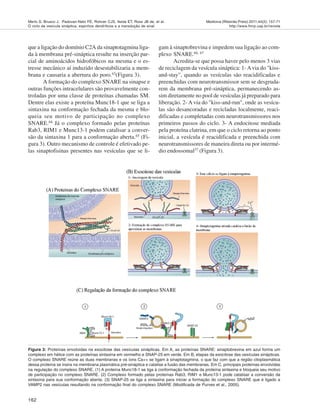162
Medicina (Ribeirão Preto) 2011;44(2): 157-71
http://www.fmrp.usp.br/revista
Merlo S, Brusco J, Padovan-Neto FE, Rohner CJS, Ikeda ET, Ross JB de, et al.
O ciclo da vesícula sináptica, espinhos dendríticos e a transdução de sinal
que a ligação do domínio C2A da sinaptotagmina liga-
da à membrana pré-sináptica resulte na inserção par-
cial de aminoácidos hidrofóbicos na mesma e o es-
tresse mecânico aí induzido desestabilizaria a mem-
brana e causaria a abertura do poro.63
(Figura 3).
A formação do complexo SNARE na sinapse e
outras funções intracelulares são provavelmente con-
troladas por uma classe de proteínas chamadas SM.
Dentre elas existe a proteína Munc18-1 que se liga a
sintaxina na conformação fechada da mesma e blo-
queia seu motivo de participação no complexo
SNARE.64
Já o complexo formado pelas proteínas
Rab3, RIM1 e Munc13-1 podem catalisar a conver-
são da sintaxina 1 para a conformação aberta.65
(Fi-
gura 3). Outro mecanismo de controle é efetivado pe-
las sinaptofisinas presentes nas vesículas que se li-
gam à sinaptobrevina e impedem sua ligação ao com-
plexo SNARE.66, 67
Acredita-se que possa haver pelo menos 3 vias
de reciclagem da vesícula sináptica: 1-Avia do "kiss-
and-stay", quando as vesículas são reacidificadas e
preenchidas com neurotransmissor sem se desgruda-
rem da membrana pré-sináptica, permanecendo as-
sim diretamente no pool de vesículas já preparado para
liberação. 2- A via do "kiss-and-run", onde as vesícu-
las são desancoradas e recicladas localmente, reaci-
dificadas e completadas com neurotransmissores nos
primeiros passos do ciclo. 3- A endocitose mediada
pela proteína clatrina, em que o ciclo retorna ao ponto
inicial, a vesícula é reacidificada e preenchida com
neurotransmissores de maneira direta ou por intermé-
dio endossomal37 (Figura 3).
Figura 3: Proteínas envolvidas na exocitose das vesículas sinápticas. Em A, as proteínas SNARE: sinaptobrevina em azul forma um
complexo em hélice com as proteínas sintaxina em vermelho e SNAP-25 em verde. Em B, etapas da exocitose das vesículas sinápticas.
O complexo SNARE reúne as duas membranas e os íons Ca++ se ligam à sinaptotagmina, o que faz com que a região citoplasmática
dessa proteína se insira na membrana plasmática pré-sináptica e catalise a fusão das membranas. Em C, principais proteínas envolvidas
na regulação do complexo SNARE. (1) A proteína Munc18-1 se liga à conformação fechada da proteína sintaxina e bloqueia seu motivo
de participação no complexo SNARE. (2) Complexo formado pelas proteínas Rab3, RIM1 e Munc13-1 pode catalisar a conversão da
sintaxina para sua conformação aberta. (3) SNAP-25 se liga a sintaxina para iniciar a formação do complexo SNARE que é ligado a
VAMP2 nas vesículas resultando na conformação final do complexo SNARE (Modificada de Purves et al., 2005).
 