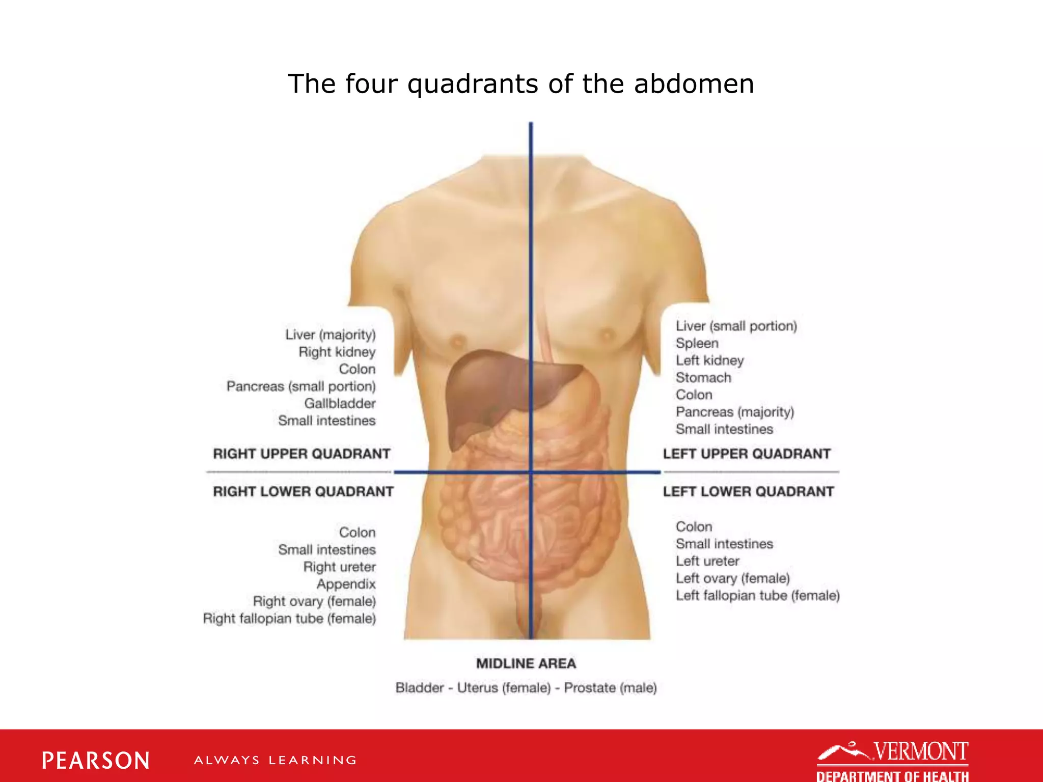 The four quadrants of the abdomen
 