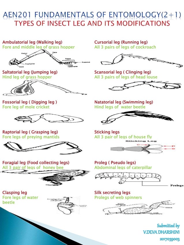TYPES OF INSECT LEGS.pptx