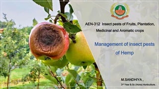 AEN-312 Insect pests of Fruits, Plantation,
Medicinal and Aromatic crops
M.SANDHIYA ,
3rd Year B.Sc (Hons) Horticulture.
Management of insect pests
of Hemp
 