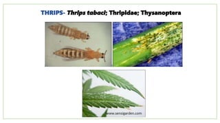 THRIPS- Thrips tabaci; Thripidae; Thysanoptera
 