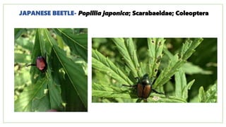 AEN-312_Insect_pests_fruits_plantation_medicinal_and_aromatic_crops.pptx