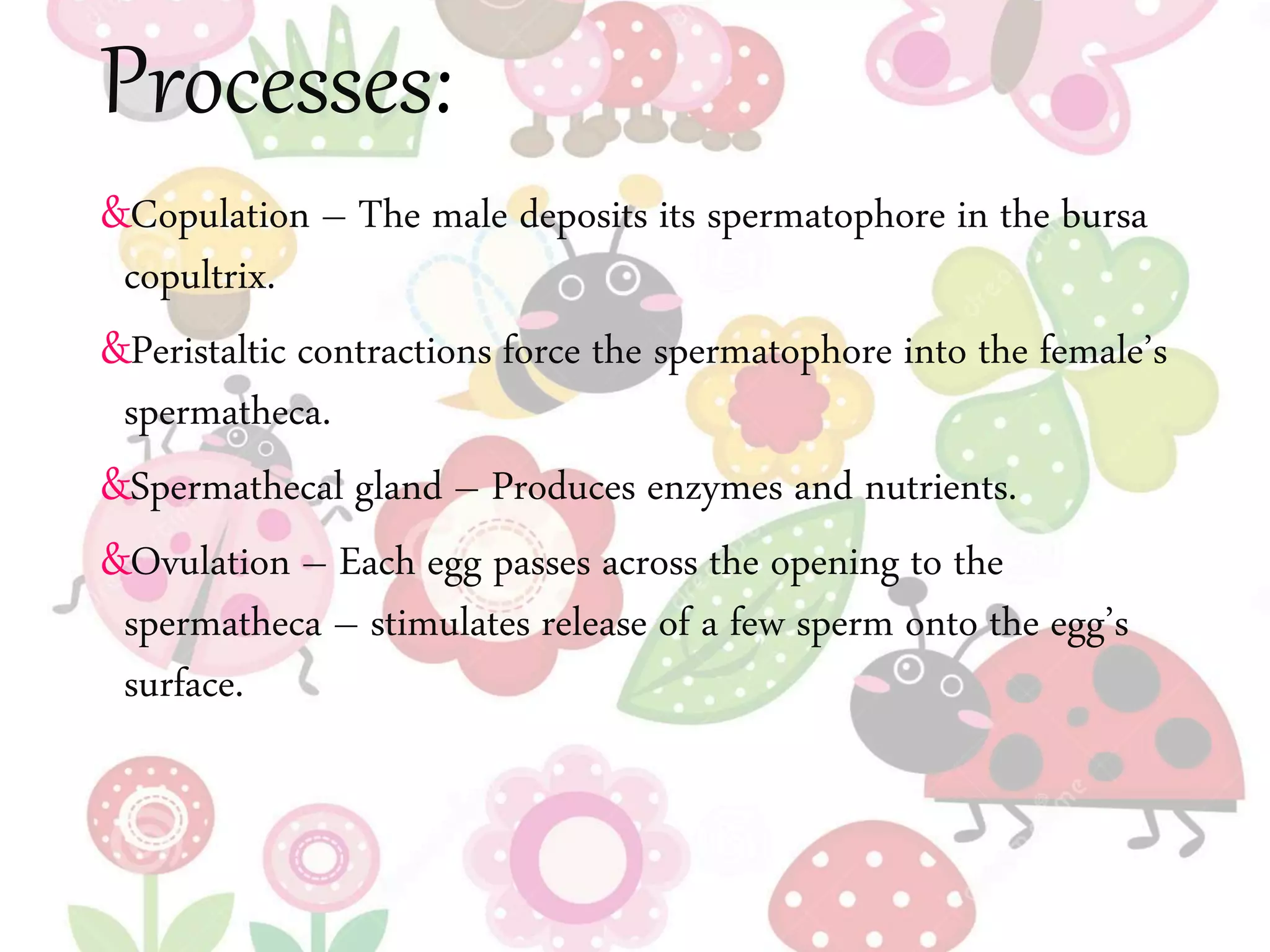 Processes:
&Copulation – The male deposits its spermatophore in the bursa
copultrix.
&Peristaltic contractions force the spermatophore into the female’s
spermatheca.
&Spermathecal gland – Produces enzymes and nutrients.
&Ovulation – Each egg passes across the opening to the
spermatheca – stimulates release of a few sperm onto the egg’s
surface.
 