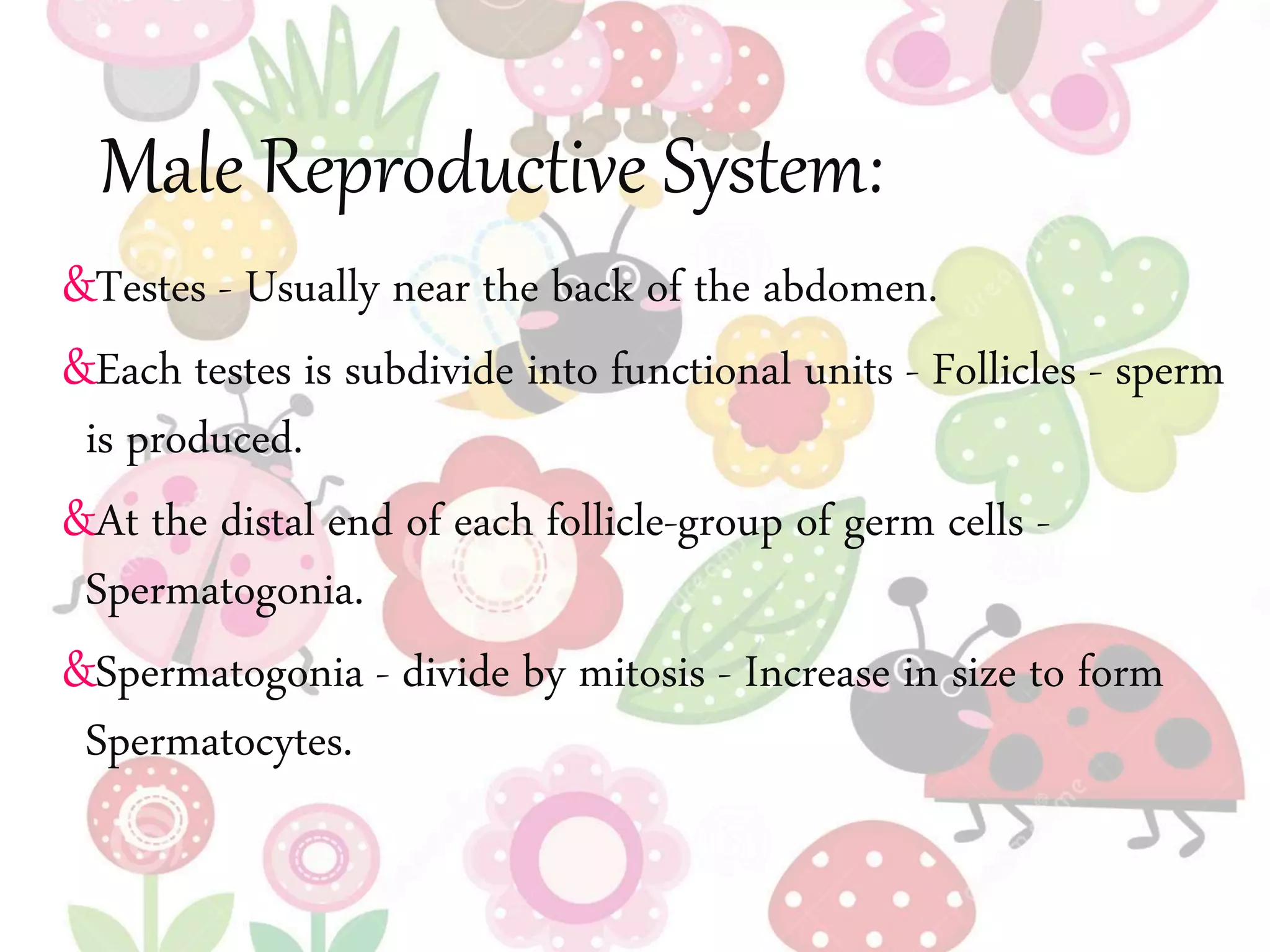 Male Reproductive System:
&Testes - Usually near the back of the abdomen.
&Each testes is subdivide into functional units - Follicles - sperm
is produced.
&At the distal end of each follicle-group of germ cells -
Spermatogonia.
&Spermatogonia - divide by mitosis - Increase in size to form
Spermatocytes.
 