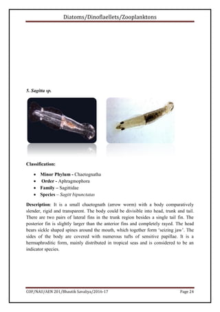 Diatoms/Dinoflaellets/Zooplanktons
COF/NAU/AEN 201/Bhautik Savaliya/2016-17 Page 25
6. Lucifer hanseni
Classification:
 P...