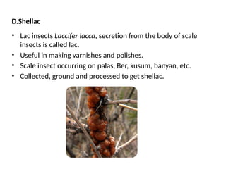 Shellac Lac Insects Comprehensive Overview of Economic Classification and Impact of ...