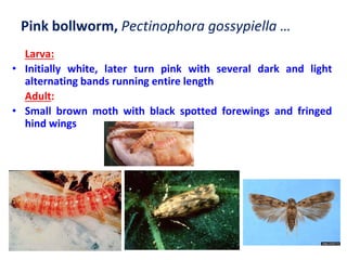 AEN Lec. 21. Pests of cotton| entomology.. | PDF