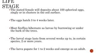 The mated female will deposits about 100 spherical eggs,
singly or in clusters in the soil surface.
The eggs hatch 3 to 4 weeks later.
Most fireflies hibernate as larvae by burrowing or under
the bark of the trees.
The larval stage lasts from several weeks up to, in certain
species, 2 or more years.
The larva pupate for 1 to 2 weeks and emerge as an adult.
7
 