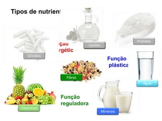 Função
reguladora
Função
plástica
Minerais
Glícidos
Lípidos
Fibras
Água
Vitaminas
Prótidos
Tipos de nutrientes
Minerais
Glícidos
Lípidos
Fibras
Água
Vitaminas
Prótidos
Função
energétic
a
Minerais
Glícidos
Lípidos
Fibras
Água
Vitaminas
Prótidos
Minerais
Glícidos
Lípidos
Fibras
Água
Vitaminas
Prótidos
 