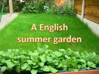 A English  summer garden 