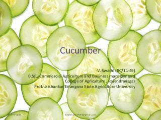 Cucumber
-V. Swathi (RC/11-49)
B.Sc.,(Commercial Agriculture and Business management)
College of Agriculture , Rajendranagar
Prof. Jaishankar Telangana State Agriculture University
10/9/2014 1©vakitiswathi49@gmail.com
 