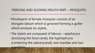 PIERCING AND SUCKING MOUTH PART – MOSQUITO
• Mouthparts of female mosquito consists of an
elongate labium which is grooved forming a gutter
which encloses six stylets.
• The stylets are composed of labrum – epipharynx
(enclosing the food canal), the hyphophrynx
(containing the salivarycanal), two maxillae and two
mandibles.
 