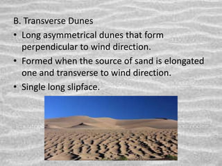 B. Transverse Dunes
• Long asymmetrical dunes that form
perpendicular to wind direction.
• Formed when the source of sand is elongated
one and transverse to wind direction.
• Single long slipface.
 