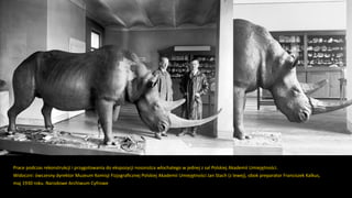 Prace podczas rekonstrukcji i przygotowania do ekspozycji nosorożca włochatego w jednej z sal Polskiej Akademii Umiejętnoś...
