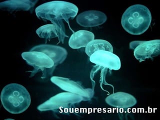Souempresario.com.br 