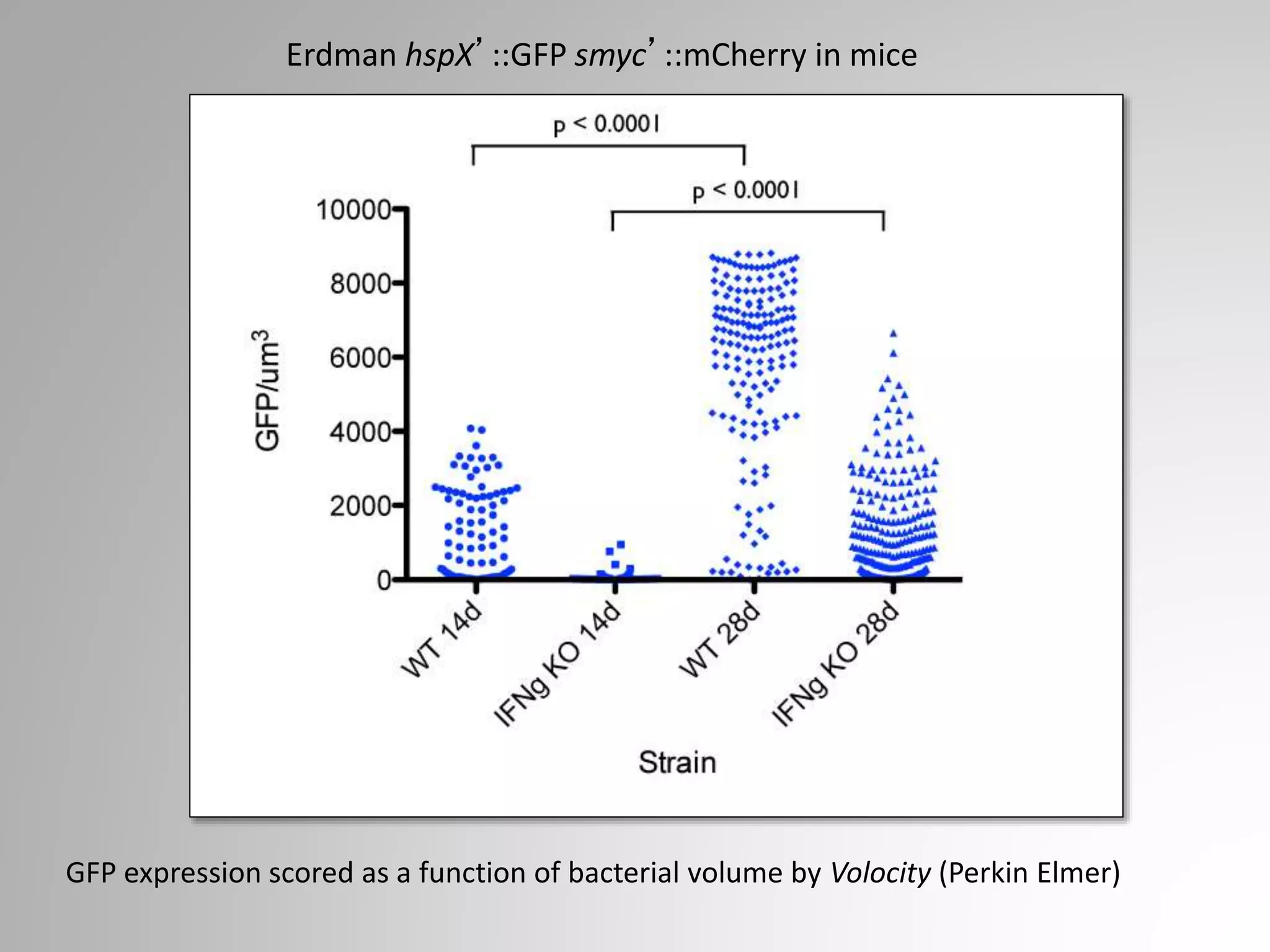 Erdman hspX’::GFP smyc’::mCherry in mice
GFP expression scored as a function of bacterial volume by Volocity (Perkin Elmer)
 