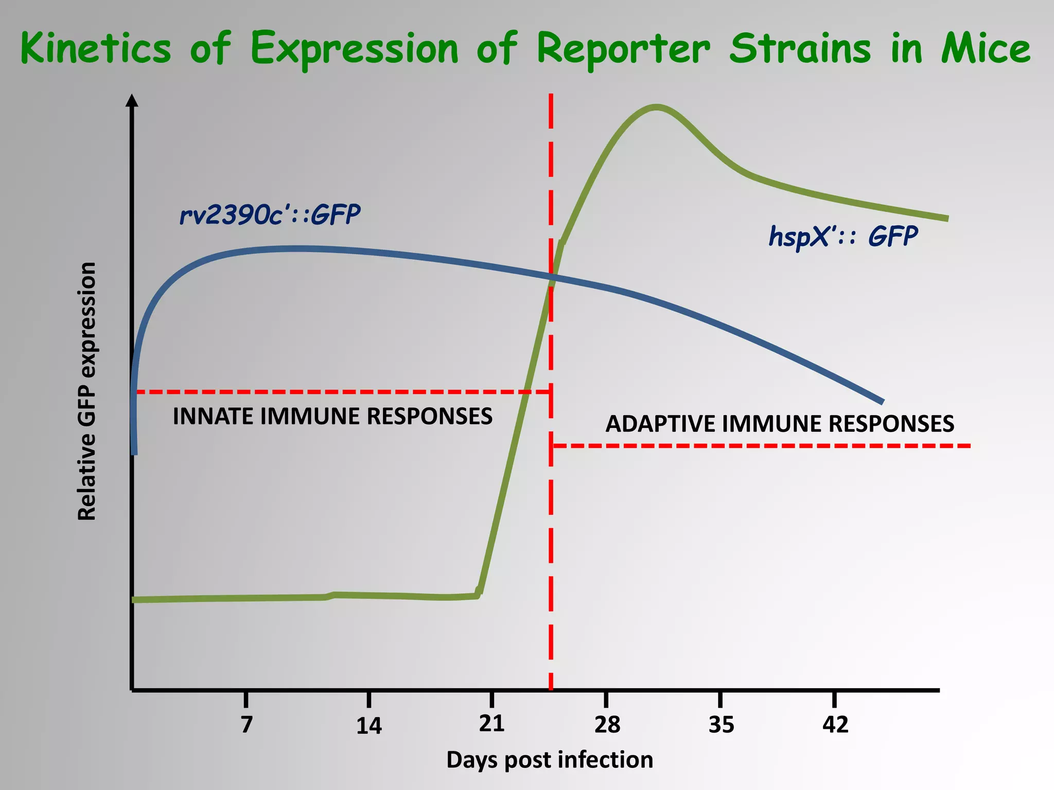 RelativeGFPexpression
7 14 21 28 35 42
rv2390c’::GFP
hspX’:: GFP
INNATE IMMUNE RESPONSES ADAPTIVE IMMUNE RESPONSES
Kinetics of Expression of Reporter Strains in Mice
Days post infection
 