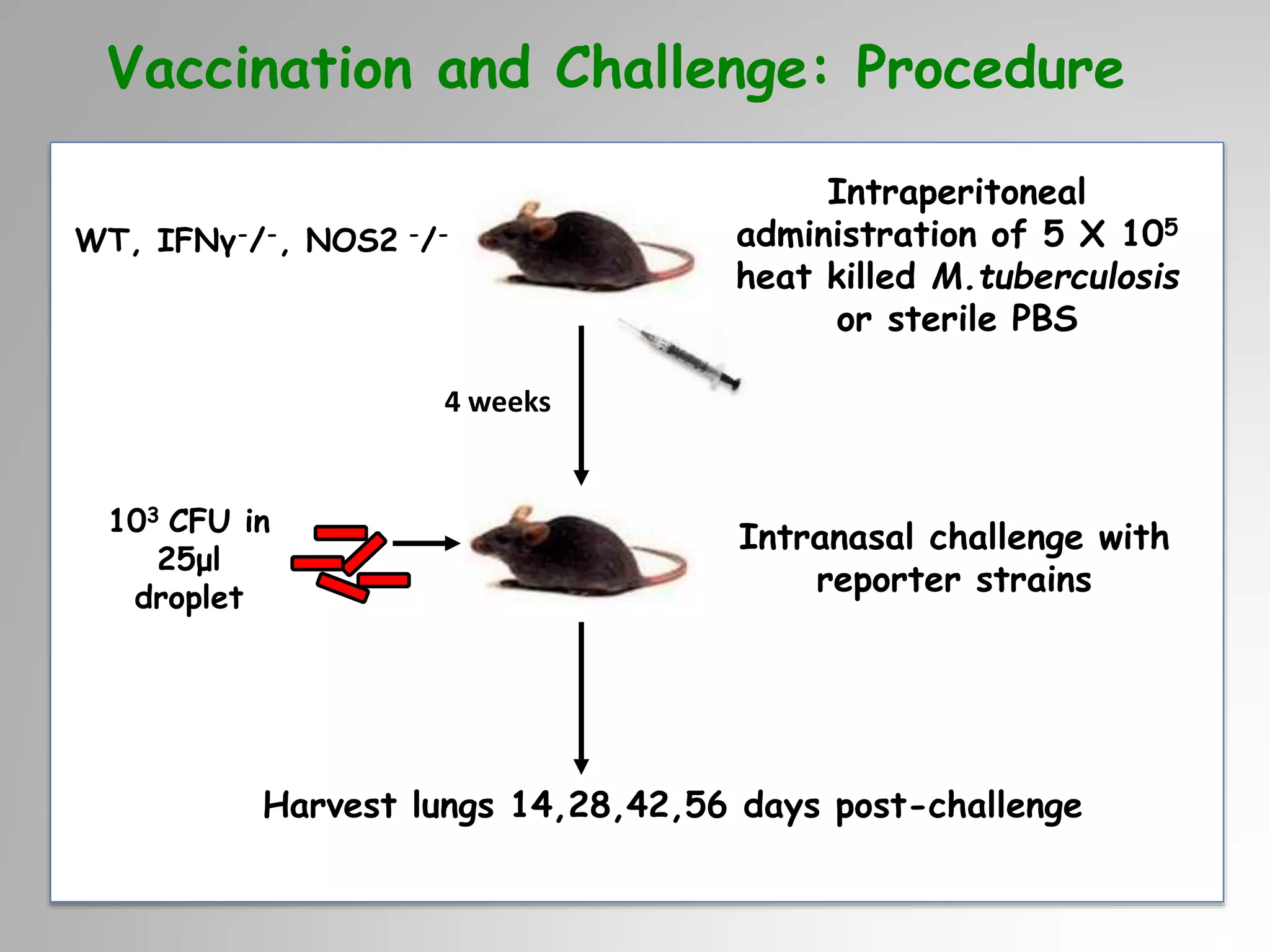 Harvest lungs 14,28,42,56 days post-challenge
4 weeks
Intranasal challenge with
reporter strains
103 CFU in
25μl
droplet
Vaccination and Challenge: Procedure
Intraperitoneal
administration of 5 X 105
heat killed M.tuberculosis
or sterile PBS
WT, IFNγ-/-, NOS2 -/-
 