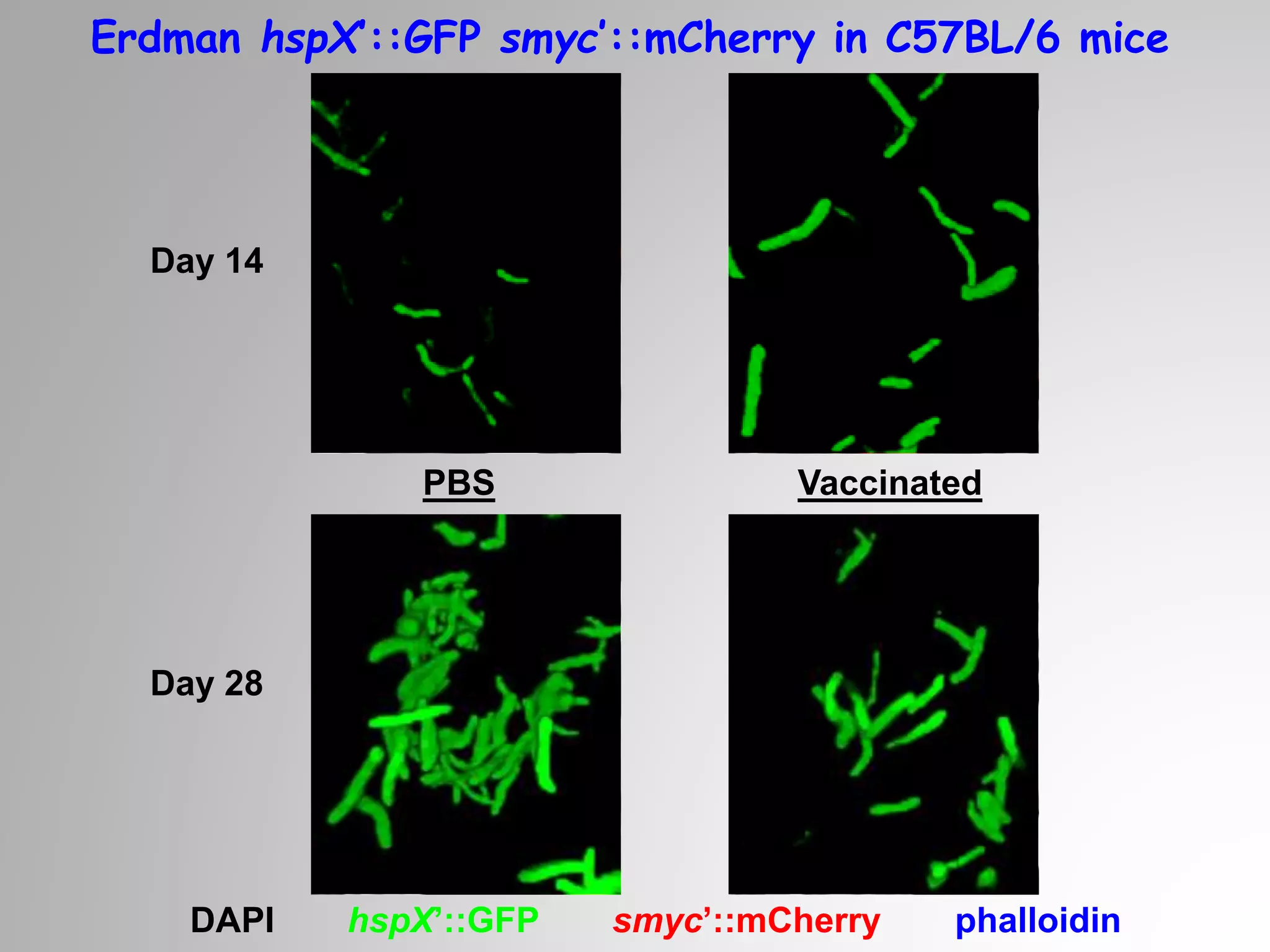 Vaccinated
Day 28
Day 14
DAPI hspX’::GFP smyc’::mCherry phalloidin
PBS
Erdman hspX’::GFP smyc’::mCherry in C57BL/6 mice
 