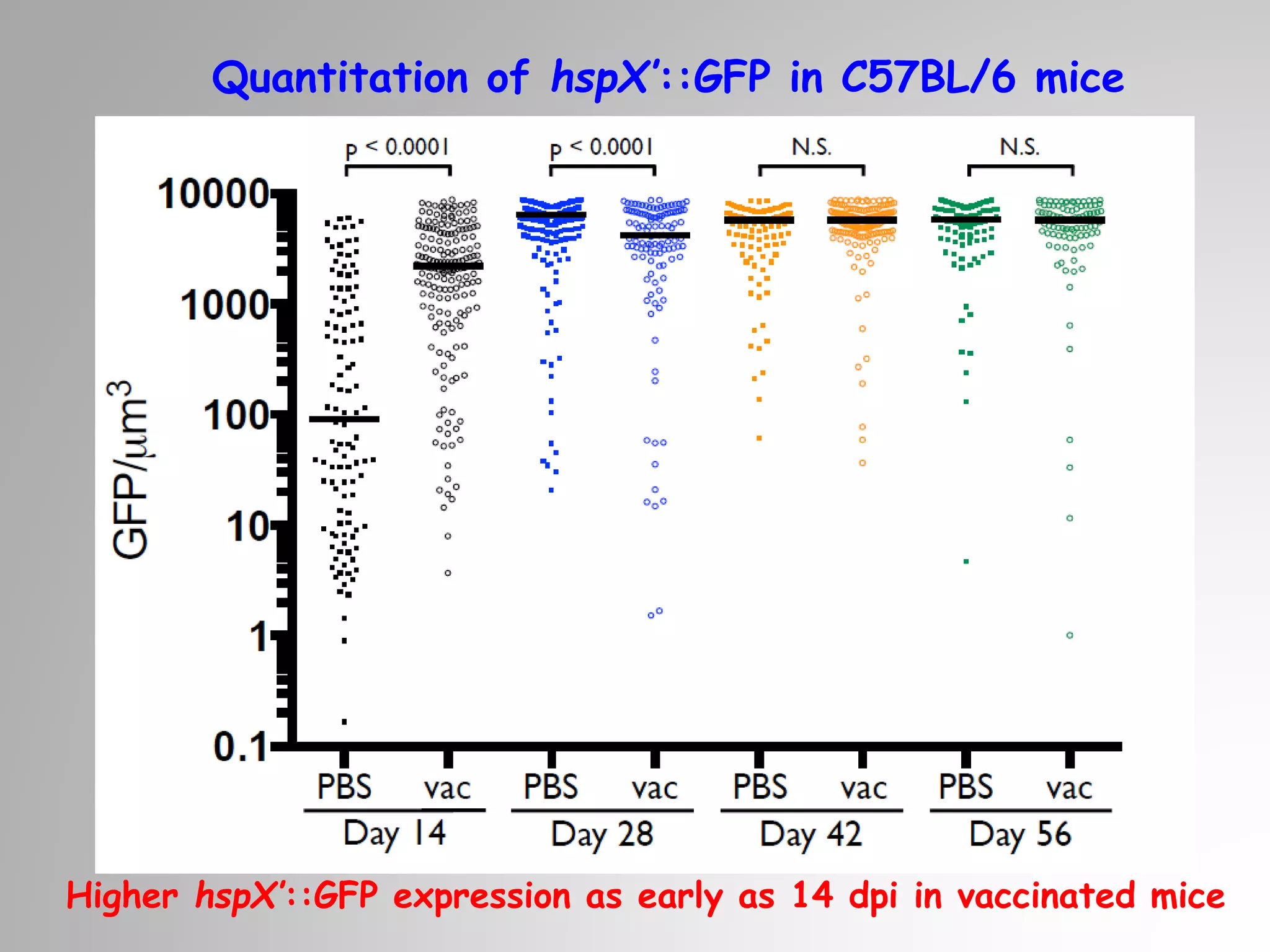 Quantitation of hspX’::GFP in C57BL/6 mice
Higher hspX’::GFP expression as early as 14 dpi in vaccinated mice
 