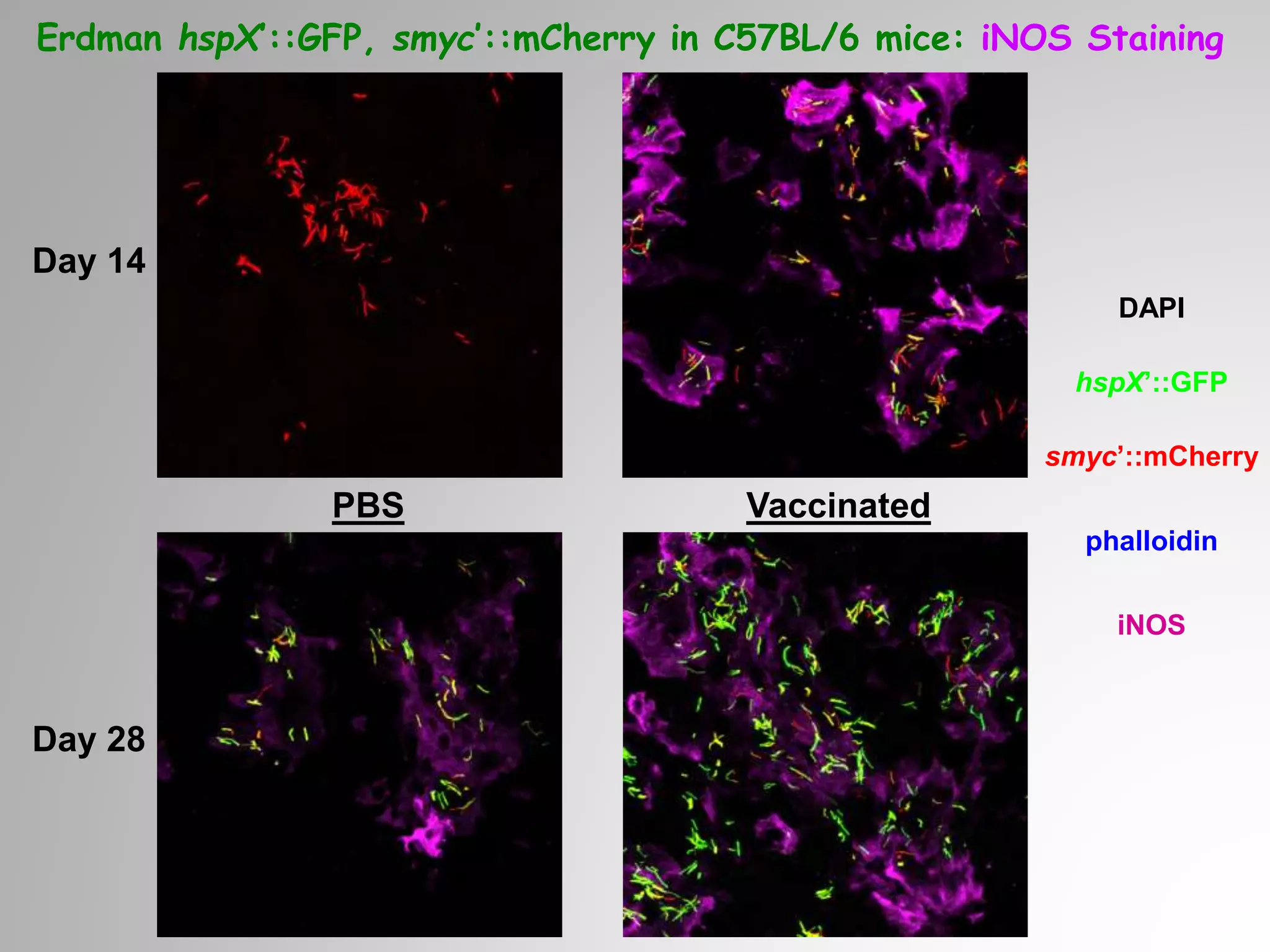 DAPI
hspX’::GFP
smyc’::mCherry
phalloidin
iNOS
Erdman hspX’::GFP, smyc’::mCherry in C57BL/6 mice: iNOS Staining
VaccinatedPBS
Day 28
Day 14
 