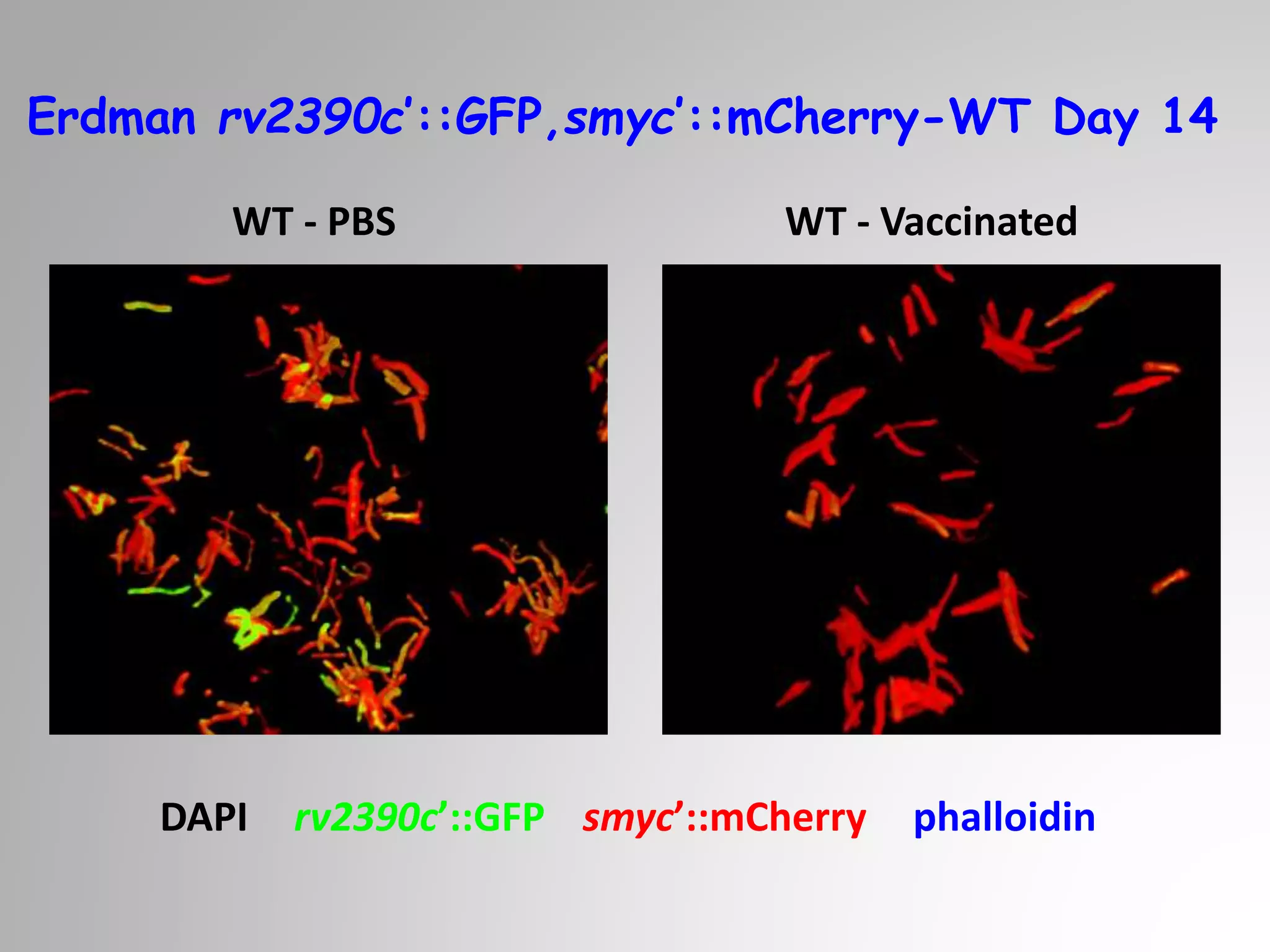 WT - PBS WT - Vaccinated
Erdman rv2390c’::GFP,smyc’::mCherry-WT Day 14
DAPI rv2390c’::GFP smyc’::mCherry phalloidin
 