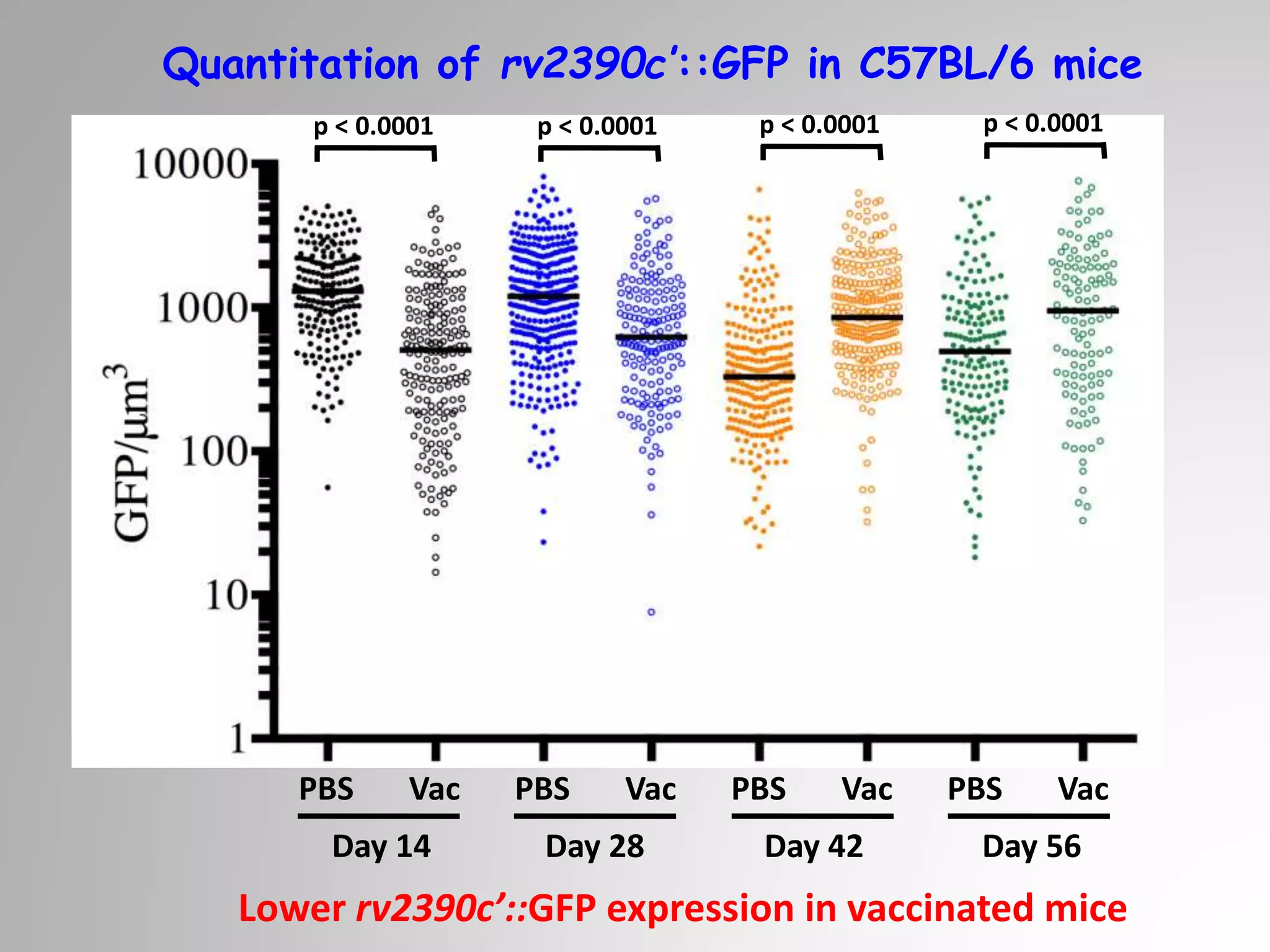 PBS Vac
Day 14
PBS Vac
Day 28
PBS Vac
Day 42
PBS Vac
Day 56
Quantitation of rv2390c’::GFP in C57BL/6 mice
Lower rv2390c’::GFP expression in vaccinated mice
p < 0.0001 p < 0.0001 p < 0.0001 p < 0.0001
 