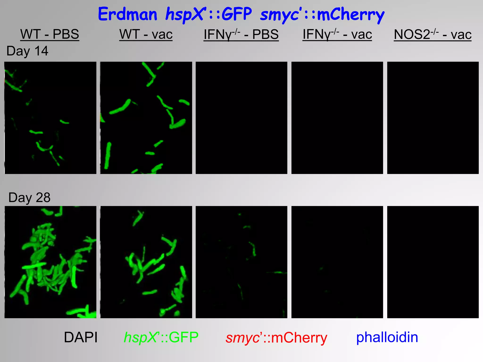 Erdman hspX’::GFP smyc’::mCherry
WT - PBS WT - vac
Day 14
DAPI hspX’::GFP smyc’::mCherry phalloidin
Day 28
IFNγ-/- - vacIFNγ-/- - PBS NOS2-/- - vac
 