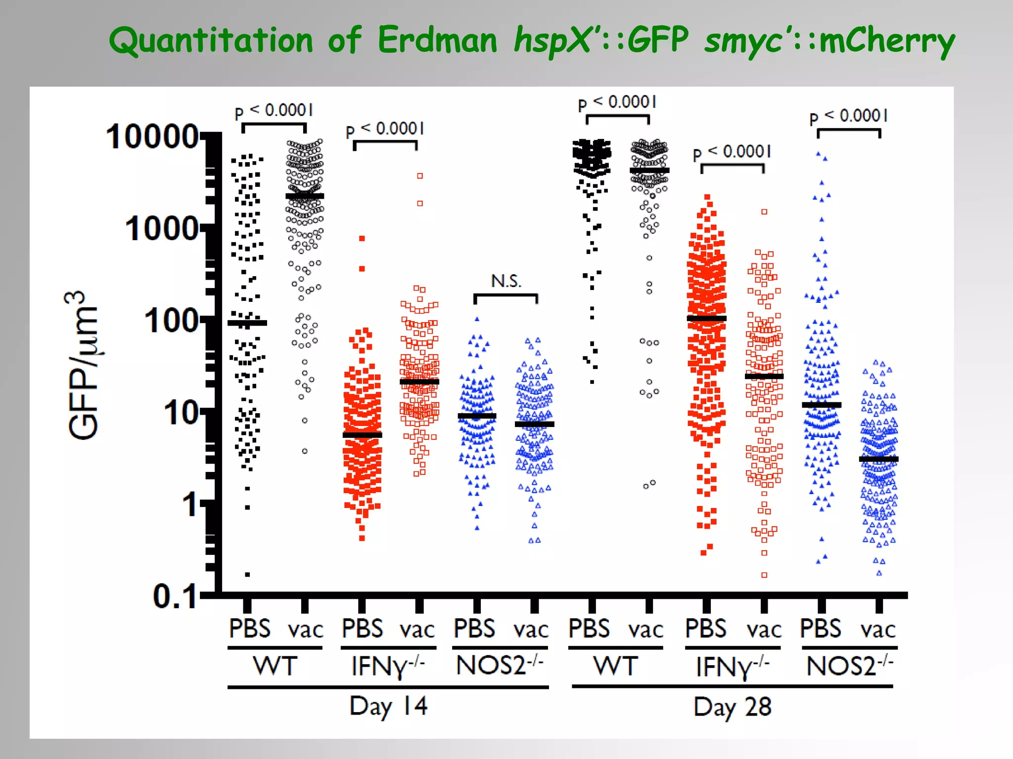 Quantitation of Erdman hspX’::GFP smyc’::mCherry
 