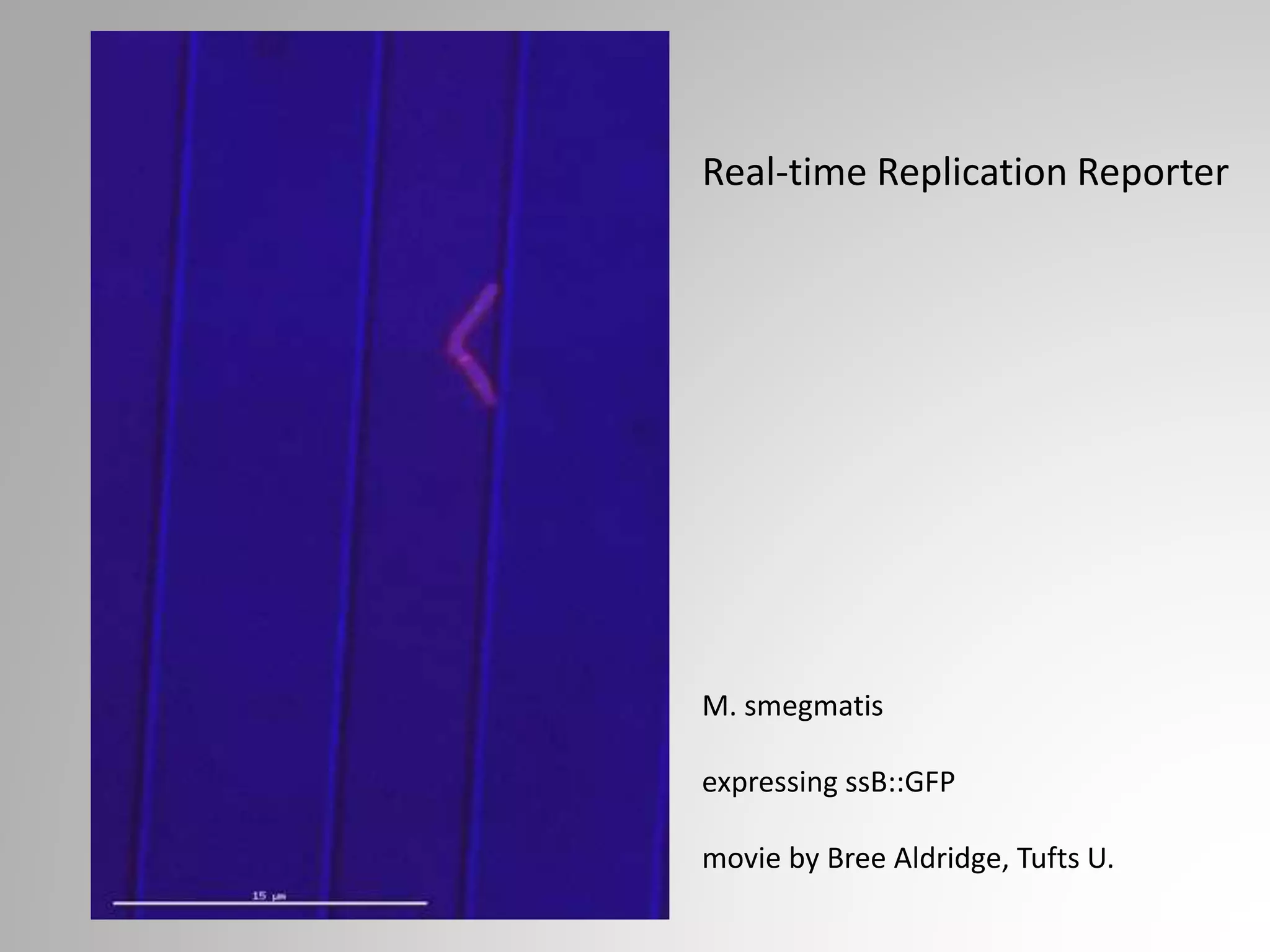 M. smegmatis
expressing ssB::GFP
movie by Bree Aldridge, Tufts U.
Real-time Replication Reporter
 