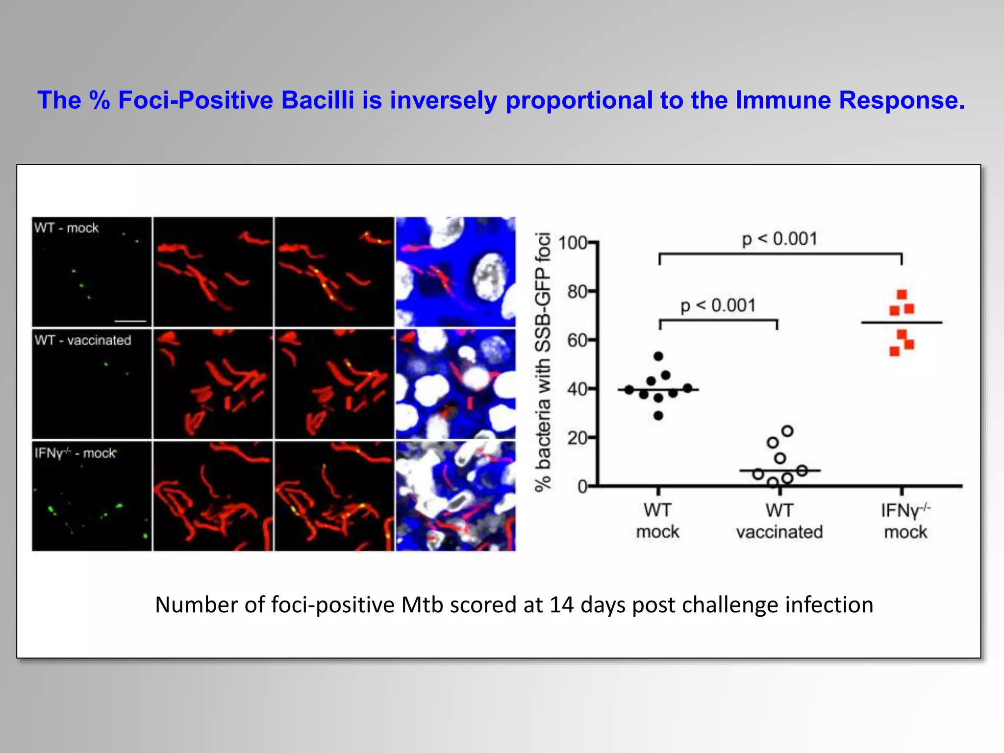 The % Foci-Positive Bacilli is inversely proportional to the Immune Response.
Number of foci-positive Mtb scored at 14 days post challenge infection
 