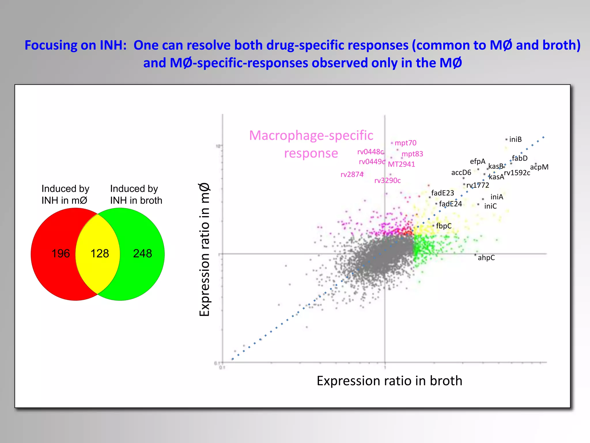 196 248128
Induced by
INH in broth
Induced by
INH in mØ
Expression ratio in broth
ExpressionratioinmØ
fadE23
fadE24
fbpC
accD6
rv1772
iniA
iniC
iniB
efpA
kasA
kasB
rv1592c
fabD
acpM
ahpC
rv0448c
rv0449c
mpt70
mpt83
MT2941
rv2874
rv3290c
Macrophage-specific
response
Focusing on INH: One can resolve both drug-specific responses (common to MØ and broth)
and MØ-specific-responses observed only in the MØ
 