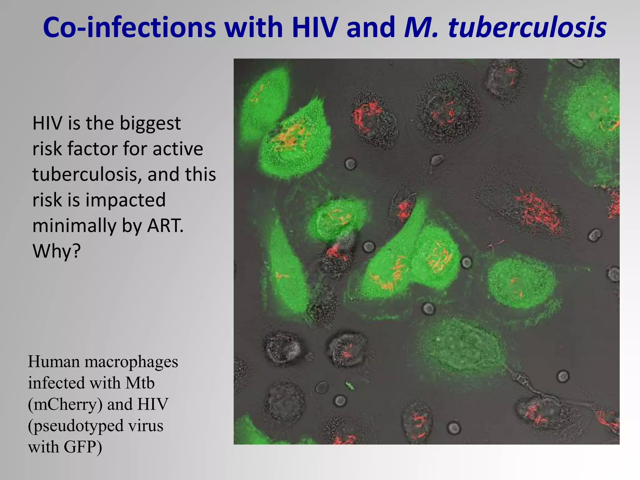 Human macrophages
infected with Mtb
(mCherry) and HIV
(pseudotyped virus
with GFP)
Co-infections with HIV and M. tuberculosis
HIV is the biggest
risk factor for active
tuberculosis, and this
risk is impacted
minimally by ART.
Why?
 