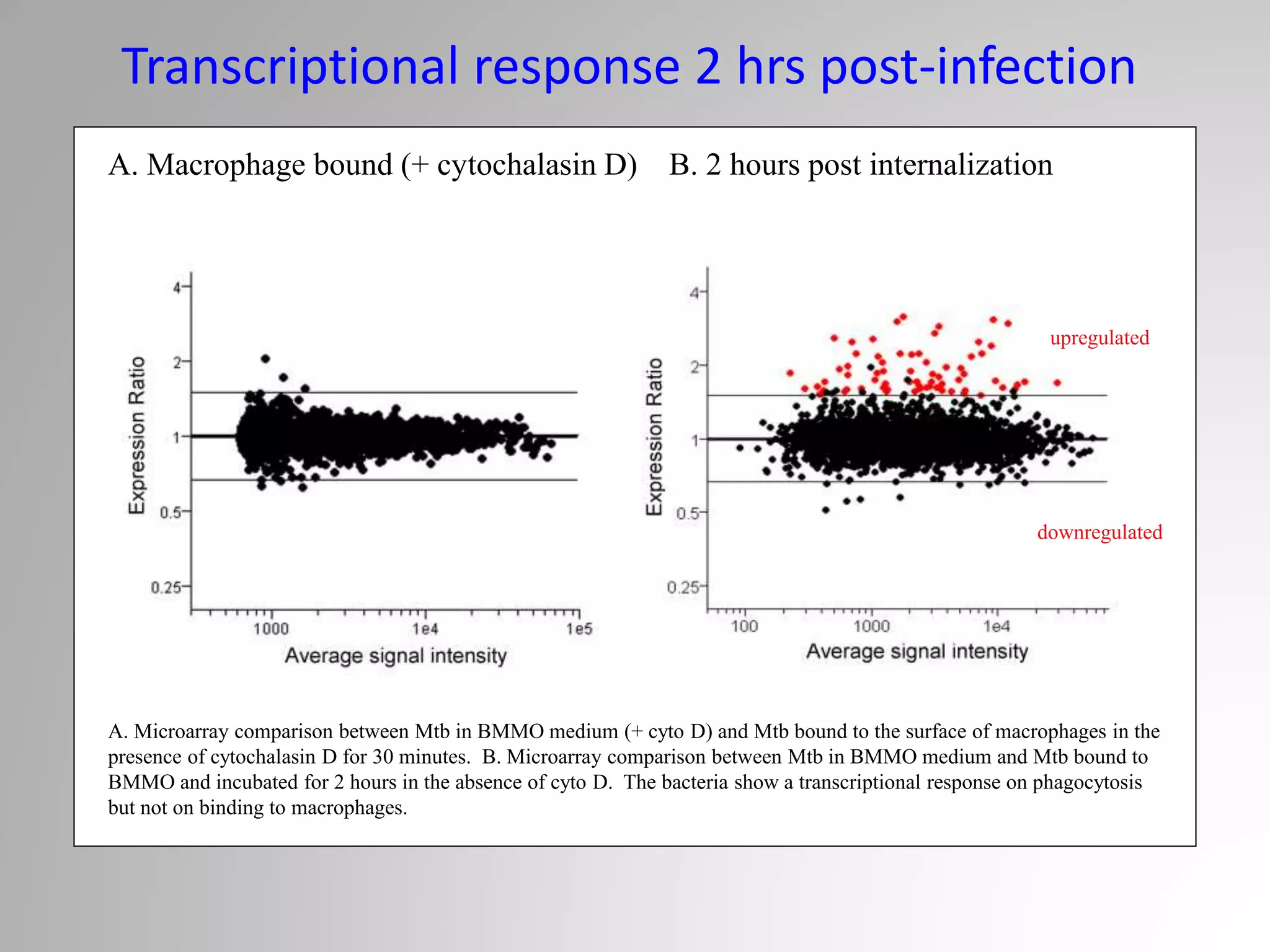 A. Macrophage bound (+ cytochalasin D) B. 2 hours post internalization
A. Microarray comparison between Mtb in BMMO medium (+ cyto D) and Mtb bound to the surface of macrophages in the
presence of cytochalasin D for 30 minutes. B. Microarray comparison between Mtb in BMMO medium and Mtb bound to
BMMO and incubated for 2 hours in the absence of cyto D. The bacteria show a transcriptional response on phagocytosis
but not on binding to macrophages.
upregulated
downregulated
Transcriptional response 2 hrs post-infection
 