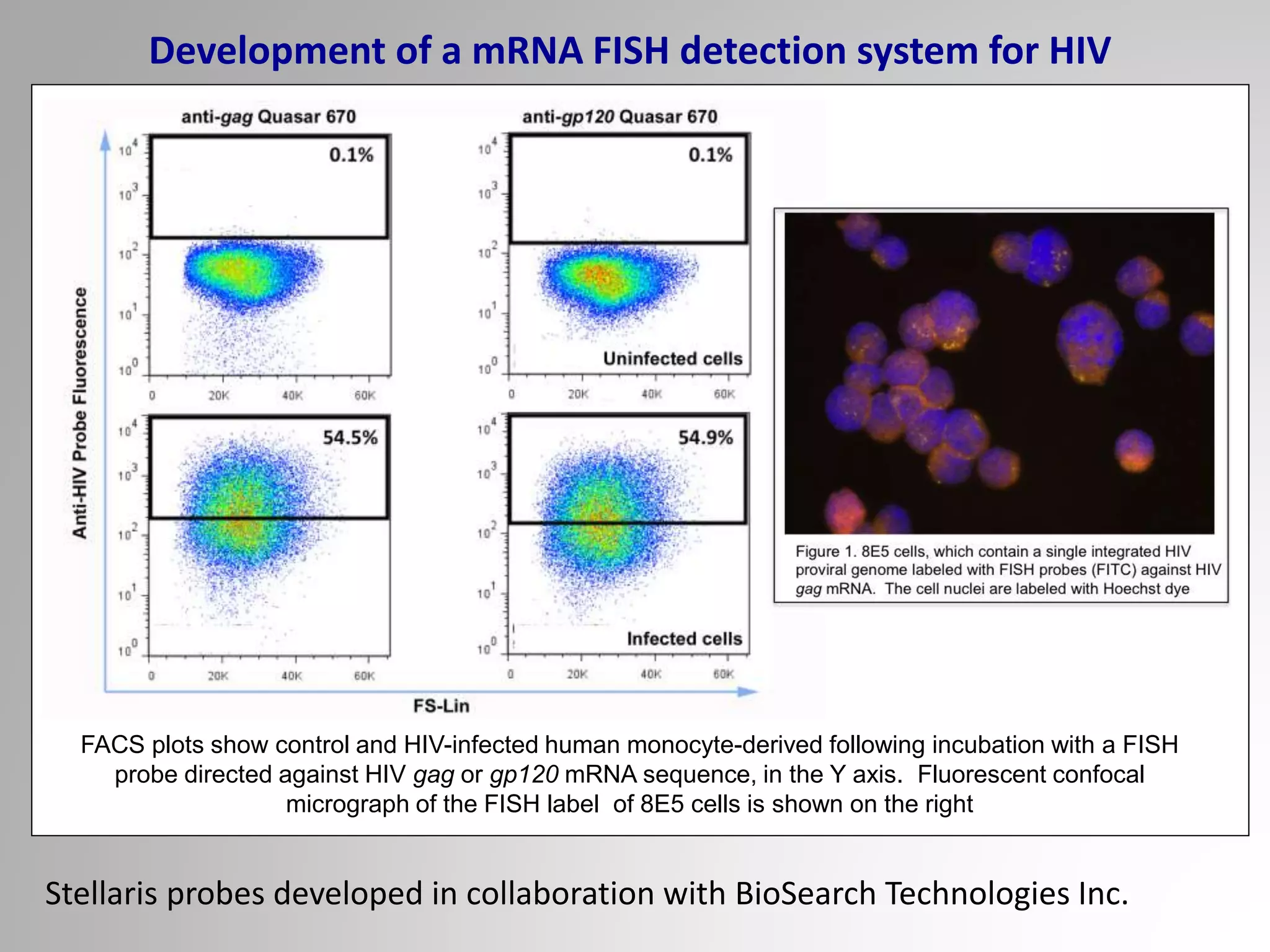 FACS plots show control and HIV-infected human monocyte-derived following incubation with a FISH
probe directed against HIV gag or gp120 mRNA sequence, in the Y axis. Fluorescent confocal
micrograph of the FISH label of 8E5 cells is shown on the right
Development of a mRNA FISH detection system for HIV
Stellaris probes developed in collaboration with BioSearch Technologies Inc.
 