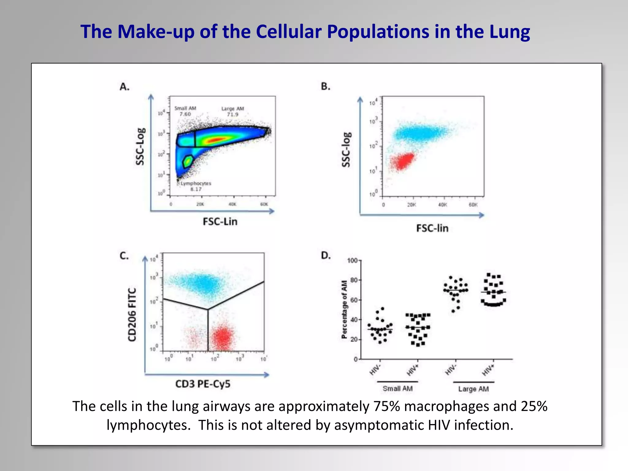 The Make-up of the Cellular Populations in the Lung
The cells in the lung airways are approximately 75% macrophages and 25%
lymphocytes. This is not altered by asymptomatic HIV infection.
 