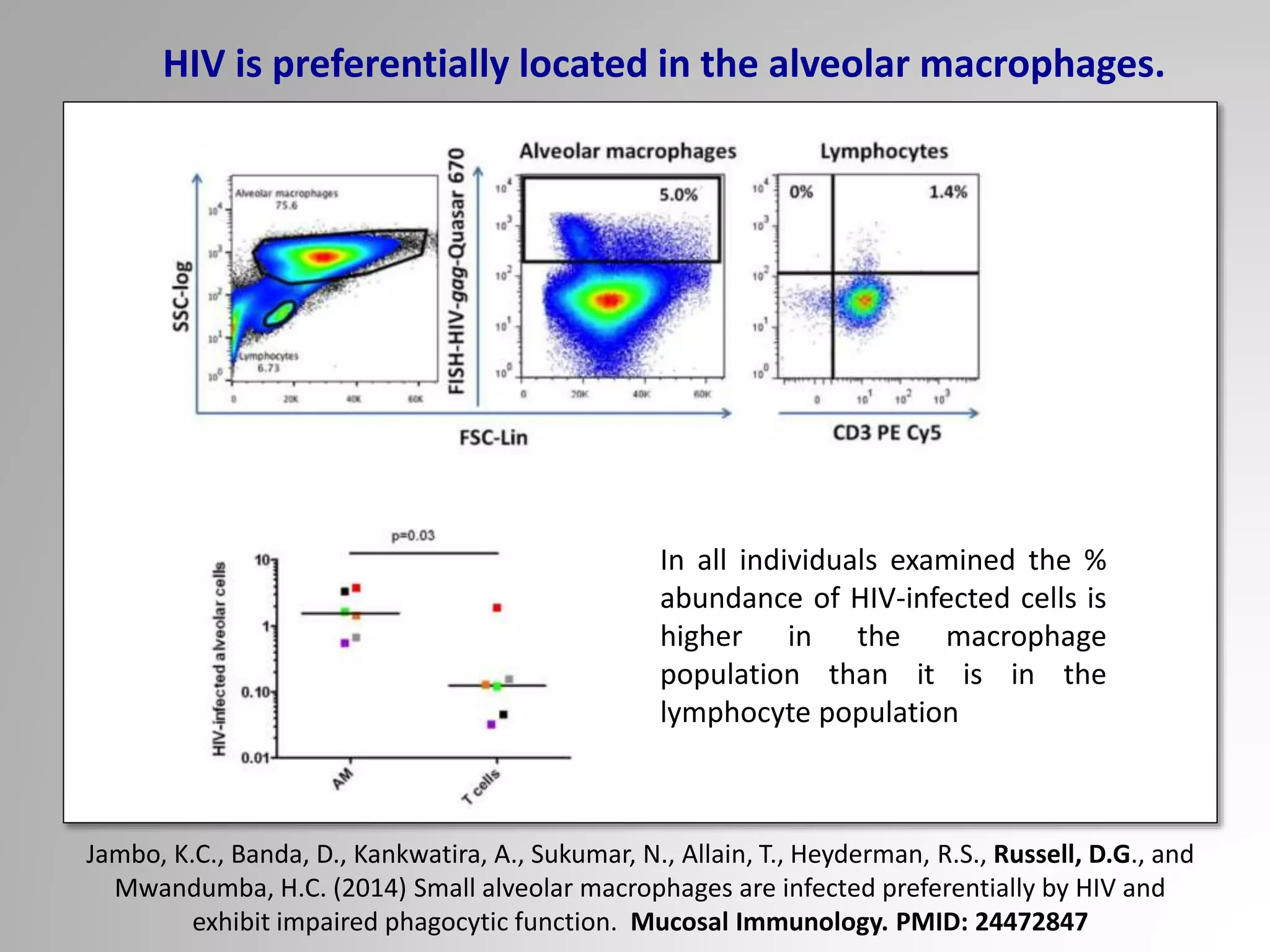 HIV is preferentially located in the alveolar macrophages.
In all individuals examined the %
abundance of HIV-infected cells is
higher in the macrophage
population than it is in the
lymphocyte population
Jambo, K.C., Banda, D., Kankwatira, A., Sukumar, N., Allain, T., Heyderman, R.S., Russell, D.G., and
Mwandumba, H.C. (2014) Small alveolar macrophages are infected preferentially by HIV and
exhibit impaired phagocytic function. Mucosal Immunology. PMID: 24472847
 