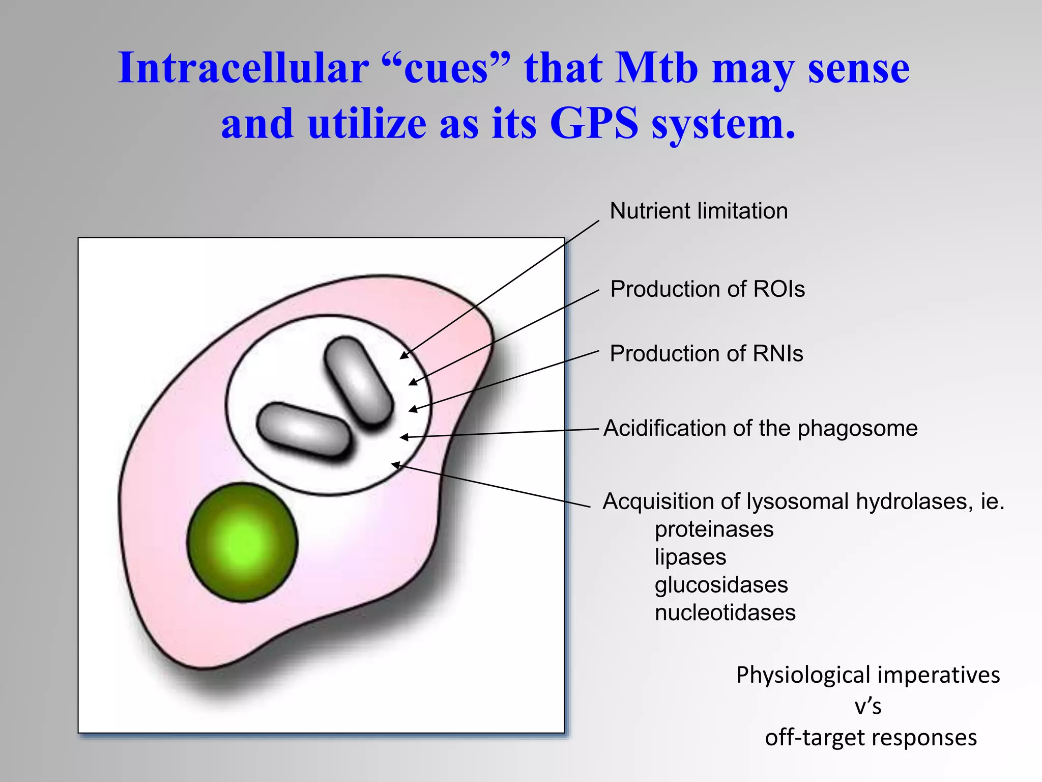 Production of ROIs
Acidification of the phagosome
Production of RNIs
Acquisition of lysosomal hydrolases, ie.
proteinases
lipases
glucosidases
nucleotidases
Nutrient limitation
Intracellular “cues” that Mtb may sense
and utilize as its GPS system.
Physiological imperatives
v’s
off-target responses
 