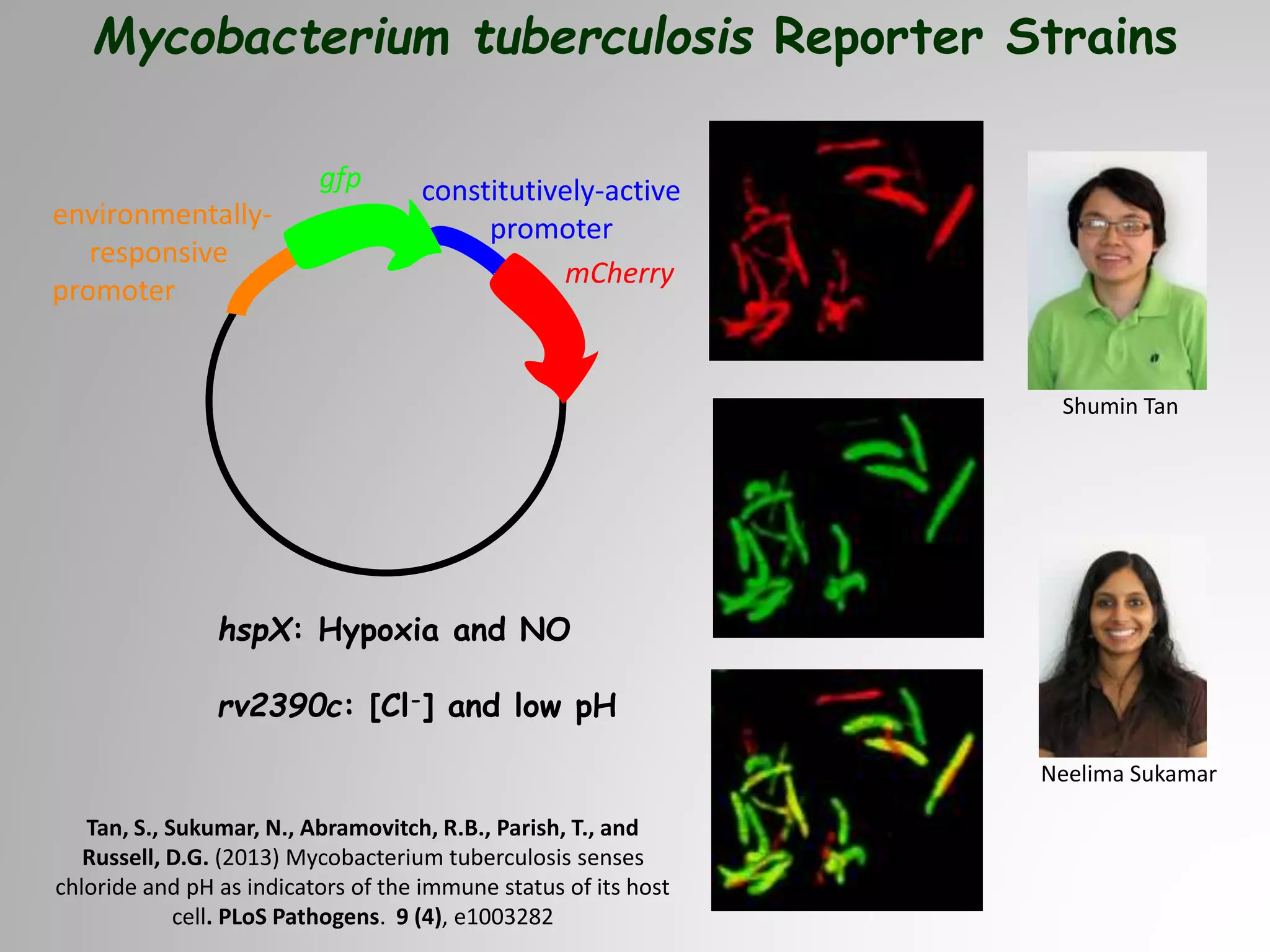 Mycobacterium tuberculosis Reporter Strains
environmentally-
responsive
promoter
mCherry
gfp constitutively-active
promoter
hspX: Hypoxia and NO
rv2390c: [Cl-] and low pH
Tan, S., Sukumar, N., Abramovitch, R.B., Parish, T., and
Russell, D.G. (2013) Mycobacterium tuberculosis senses
chloride and pH as indicators of the immune status of its host
cell. PLoS Pathogens. 9 (4), e1003282
Shumin Tan
Neelima Sukamar
 