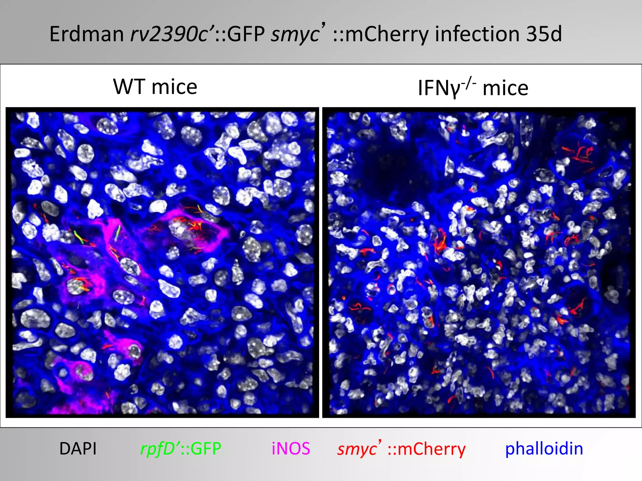 Erdman rv2390c’::GFP smyc’::mCherry infection 35d
WT mice IFNγ-/- mice
smyc’::mCherryrpfD’::GFP phalloidinDAPI iNOS
 
