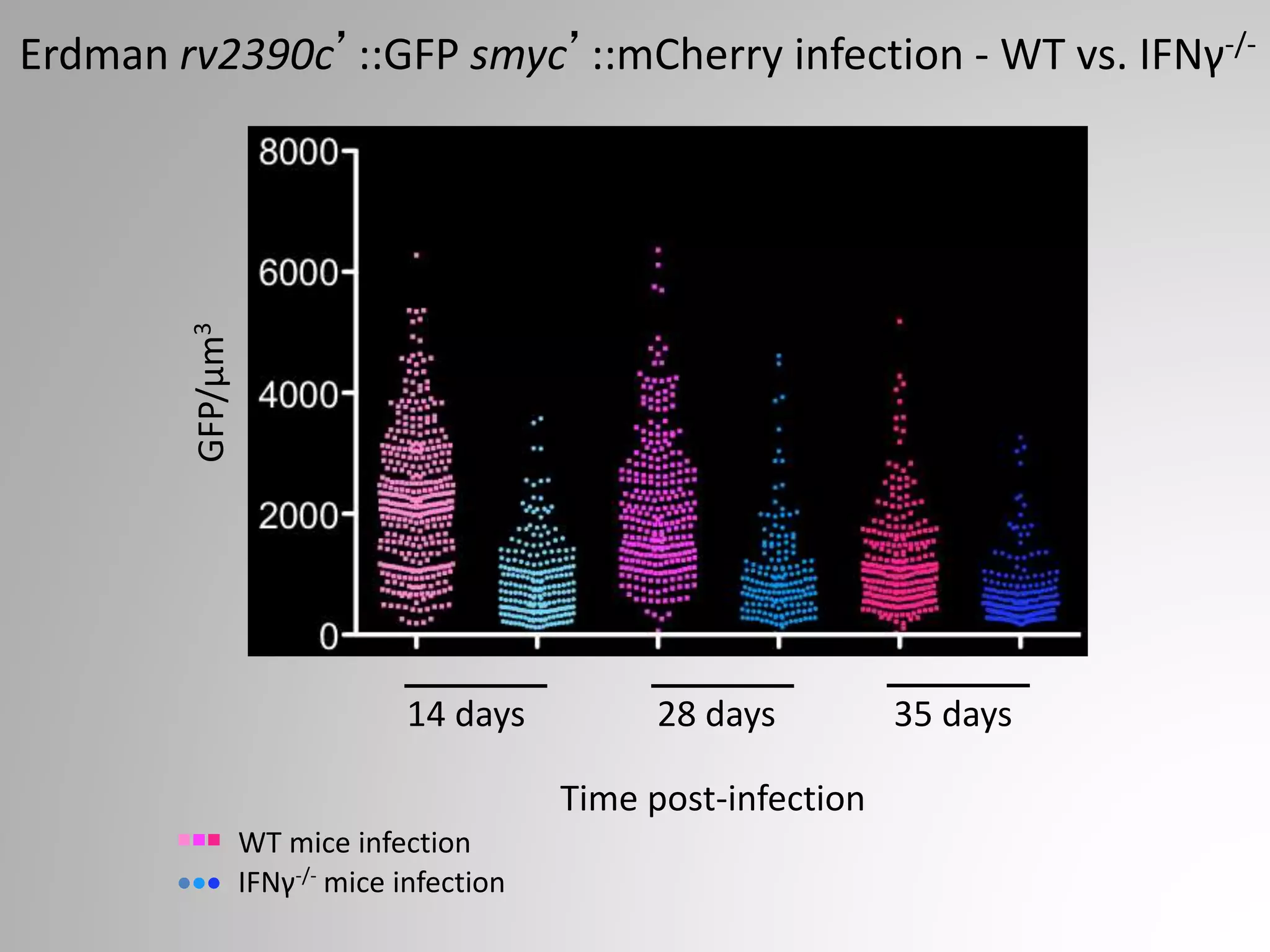 Erdman rv2390c’::GFP smyc’::mCherry infection - WT vs. IFNγ-/-
14 days 28 days 35 days
Time post-infection
GFP/µm3
p<0.0001 p<0.0001 p<0.0001
IFNγ-/- mice infection
WT mice infection
 