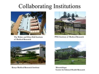 Collaborating Institutions

The Walter and Eliza Hall Institute
of Medical Research

Kenya Medical Research Institute

PNG Institute of Medical Research

Mozambique
Centre for Clinical Health Research

 