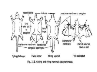 Aerial mammals.pptx