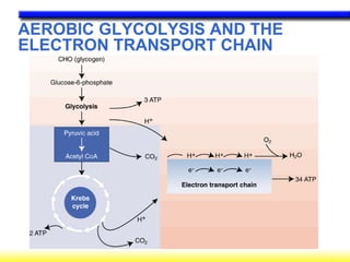 AEROBIC GLYCOLYSIS AND THE ELECTRON TRANSPORT CHAIN 