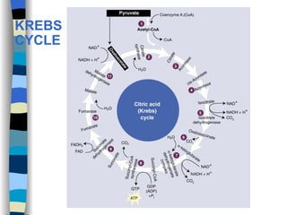 KREBS CYCLE 
