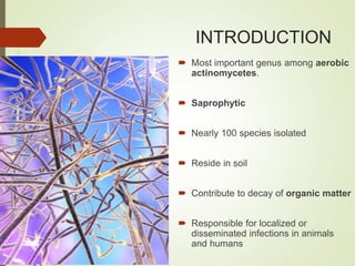 INTRODUCTION
 Most important genus among aerobic
actinomycetes.
 Saprophytic
 Nearly 100 species isolated
 Reside in soil
 Contribute to decay of organic matter
 Responsible for localized or
disseminated infections in animals
and humans
 