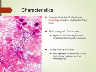Characteristics
 Gram-positive bacilli showing a
branching, beaded, and filamentous
form.
 Stain poorly with Gram stain
 Appear to be Gram negative with
intracellular Gram-positive granules
 Usually weakly acid fast
 Acid fastness differentiates it from
other similar bacteria, such as
Actinomyces.
 