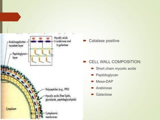  Catalase positive
 CELL WALL COMPOSITION:
 Short chain mycolic acids
 Peptidoglycan
 Meso-DAP
 Arabinose
 Galactose
 