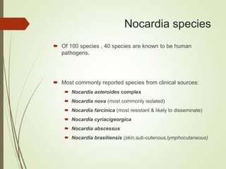 Nocardia species
 Of 100 species , 40 species are known to be human
pathogens.
 Most commonly reported species from clinical sources:
 Nocardia asteroides complex
 Nocardia nova (most commonly isolated)
 Nocardia farcinica (most resistant & likely to disseminate)
 Nocardia cyriacigeorgica
 Nocardia abscessus
 Nocardia brasiliensis (skin,sub-cutenous,lymphocutaneous)
 